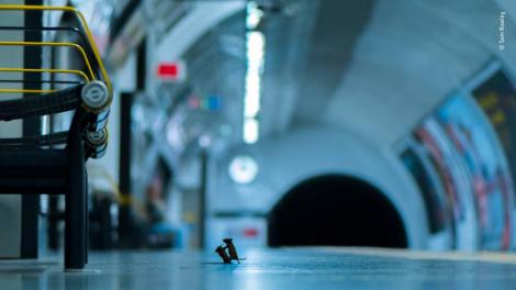 Doi șoareci, surprinși în timp ce luptau ”cu pumnii” pentru o firimitură, la metroul din Londra. Imaginea e virală și ar putea să devină poza anului 