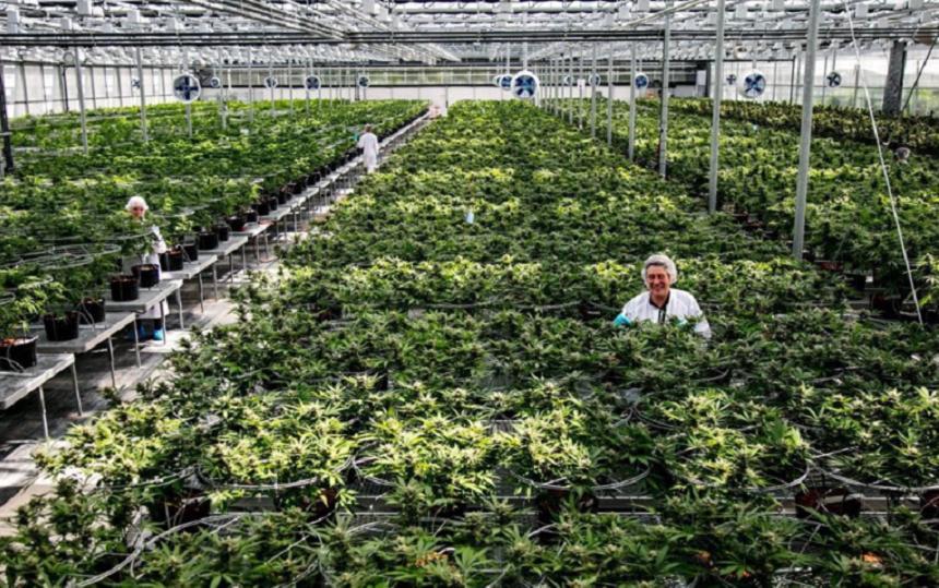 Canabisul light, legalizat de Parlamentul italian