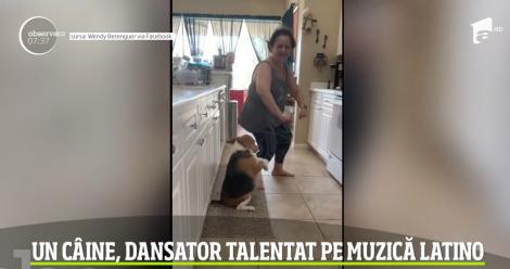 VIDEO incredibil!! Nu îți va veni să crezi ce mișcări are acest câine! Dansează latino și urmărește camera de filmat