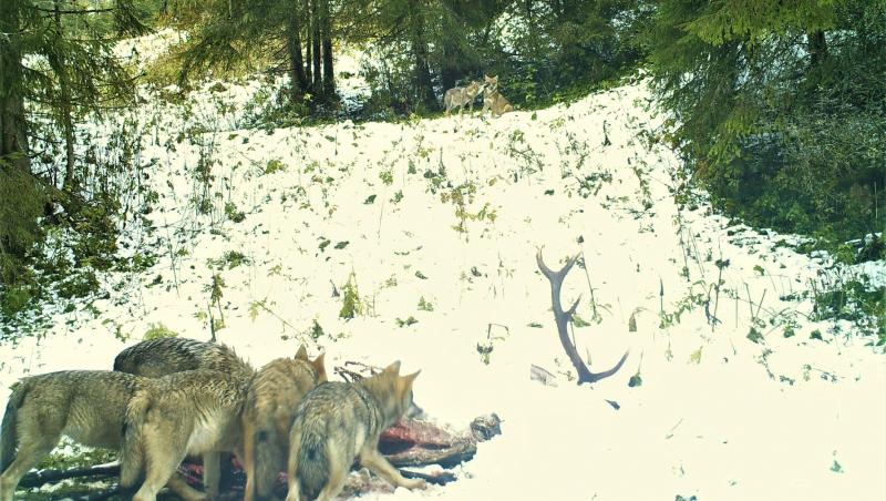 Momentul în care o haită de lupi devorează cadavrul unui cerb, într-o pădure din Apuseni. Imaginile inedite sunt virale 