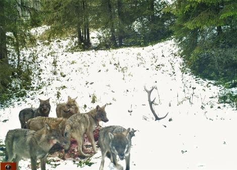 Momentul în care o haită de lupi devorează cadavrul unui cerb, într-o pădure din Apuseni. Imaginile inedite sunt virale 