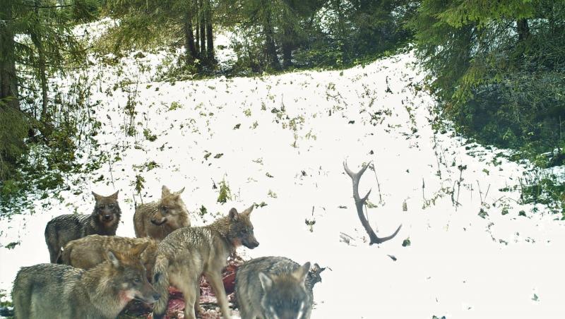 Momentul în care o haită de lupi devorează cadavrul unui cerb, într-o pădure din Apuseni. Imaginile inedite sunt virale