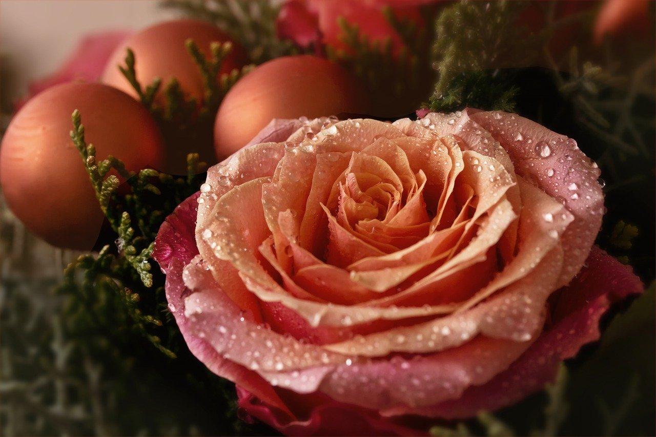 Superbii trandafiri in cutii arata excelent sub bradul de Craciun
