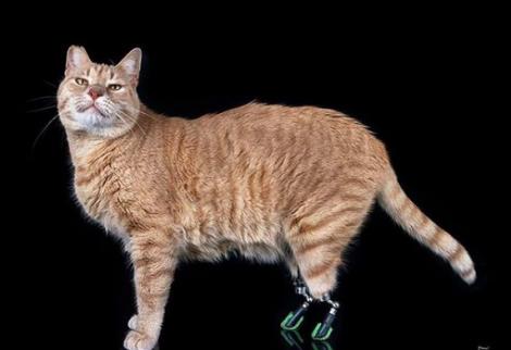Vituzzo, pisica superstar din Italia. Felina ,fără lăbuțele din spate după un accident, a devenit vedetă pe Instagram