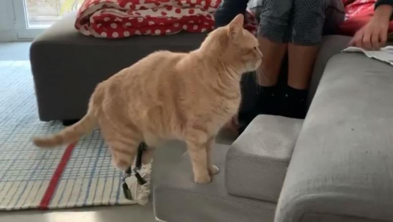 VIDEO/ El este Vito, motanul bionic care a ajuns celebru &icirc;n mediul online! &bdquo;Toată presa vorbeşte despre mine. Dar eu răm&acirc;n modest"