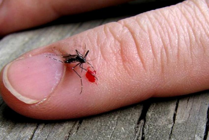 Alertă &icirc;n Rom&acirc;nia! O femeie din Brăila a murit după ce a contactat virusul West Nile de la un ț&acirc;nțar