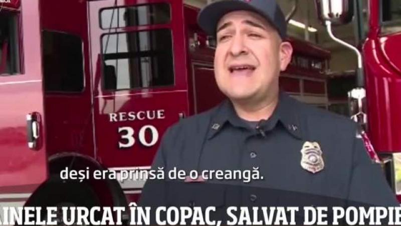 Un câine a fost salvat de pompieri