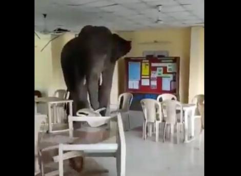 Scene șocante în India! Un elefant a intrat într-o bază militară și a distrus tot în calea lui - VIDEO