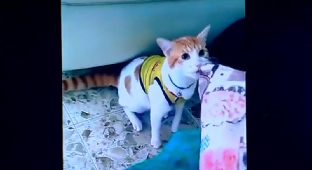 NU există așa ceva! O pisică microbistă miaună „GOOOL!”, în fața televizorului! Video