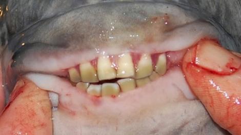FOTO/ Vei fi terifiat de acest pește! Are dinți identici cu cei de om și face parte din familia Piranha