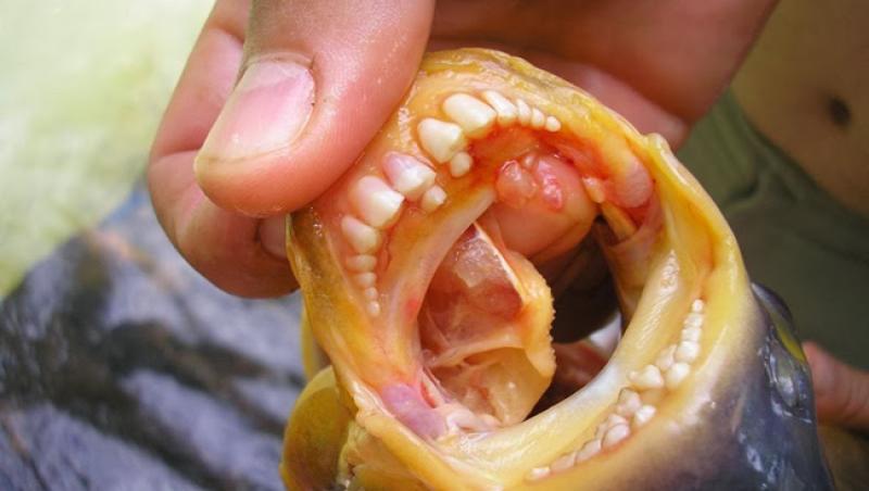 Pește cu dinți de om