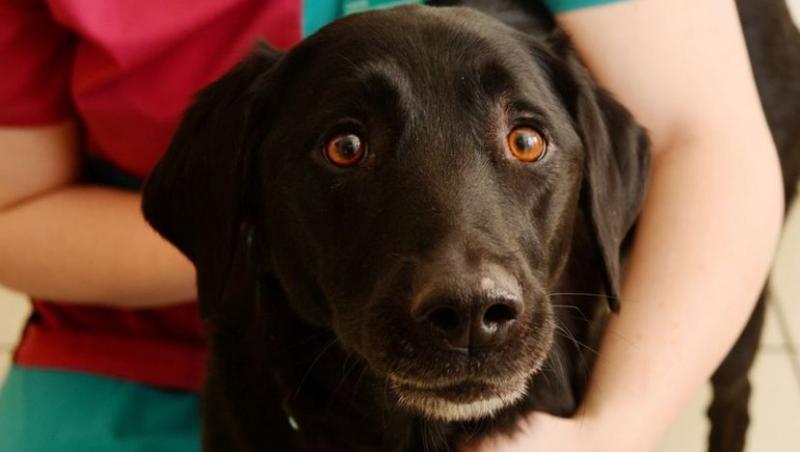 Un câine pofticios a ajuns de urgență la medicul veterinar, chiar în preajma Crăciunului