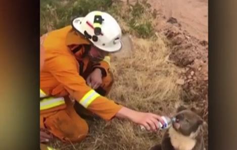 VIDEO/ Imagini înduioșătoare! Pompierii au reușit să salveze eroic un ursuleț koala