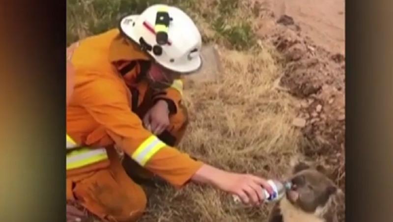 Usuleț koala salvat de pompieri