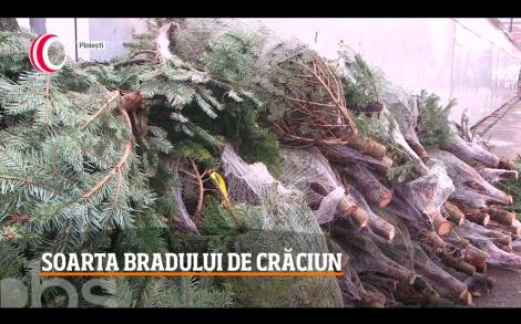 Export masiv! Brazii de Crăciun rămași nevânduți în România ajung în piețele din Republicii Moldova