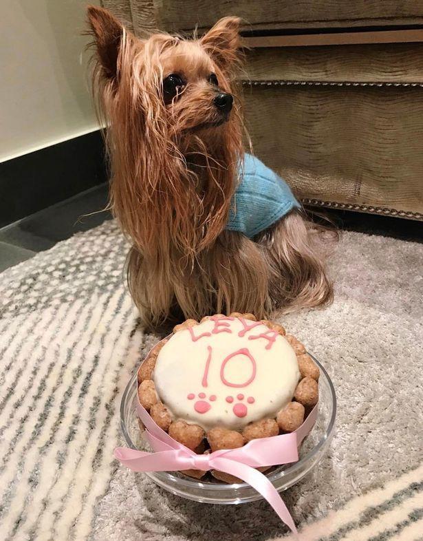 Mourinho a anunţat cu tristeţe decesul c&acirc;inelui său