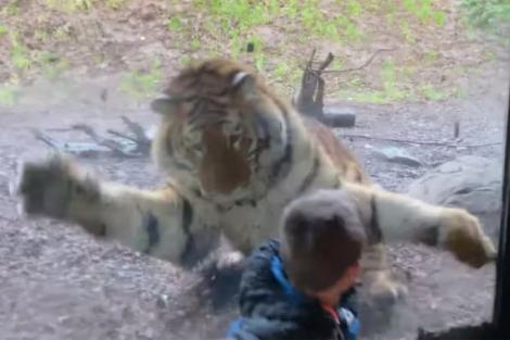 VIDEO/ Panică pentru o familie la Grădina Zoologică! Un tigru a încercat să le sfâșie băiețelul care admira animalul sălbatic