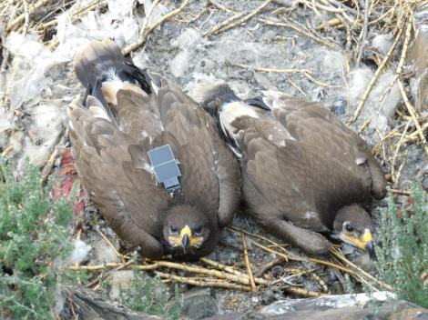 Un vultur a trimis sute de SMS-uri în roaming și a falimentat un studiu științific! ”Min ne-a costat bani grei!”
