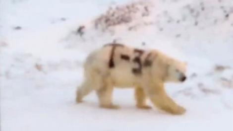 Filmarea ce i-a speriat pe ruși! Un urs polar cu mesaj amenințător pe corp, văzut într-o zonă strategică. Anchetă la nivel înalt!