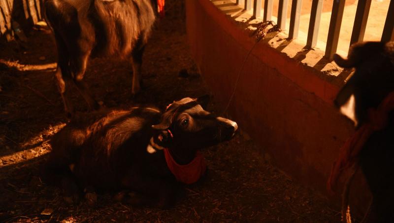 Un bivol se întinde în incinta sacrificiului, pe 1 decembrie, înaintea festivalului Gadhimai