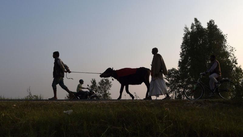 Hindușii conduc un bivol pe un drum spre festivalul Gadhimai