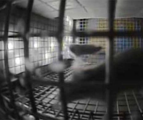 NASA a dezvăluit de ce Statia Spațială e invadată de șoareci! Motivul a șocat pe toată lumea