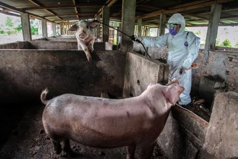 Oamenii de știință susțin că au găsit un tratament pentru pesta porcină!  „Cred că va fi posibil să comercializăm vaccinul”