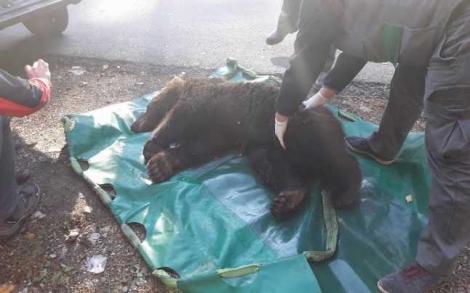 Un alt urs a fost lovit grav! Nu s-a mai putut face nimic! Incidentul a avut loc în județul Brașov