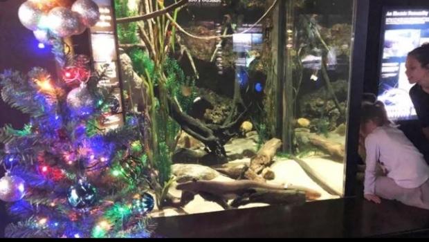 Țiparul Miguel Wattson, generator electric pentru decorațiile de Crăciun. Peștele este vedetă pe Twitter - Video