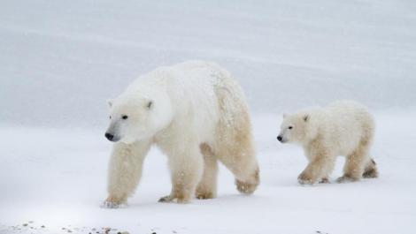 Este haos! Zeci de urși polari au invadat un sat! Toate activitățile publice au fost oprite