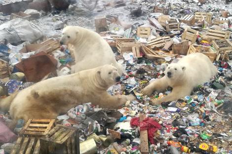 Panică într-un oraș din nordul Rusiei! Urșii polari i-au invadat pe localnici!