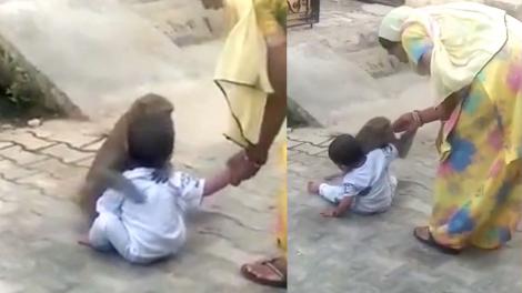 Momente de suspans pentru părinții unui băiețel de 2 ani! Copilul a fost răpit de o maimuță și a fost forțat să se joace cu ea! VIDEO