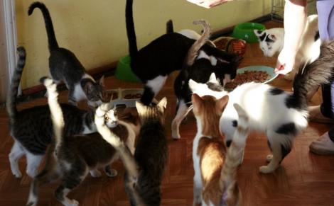 Nu, nu e glumă! 55 de pisici, găsite de polițiștii locali într-un apartament din Oradea! Mirosul produs de animale era insuportabil