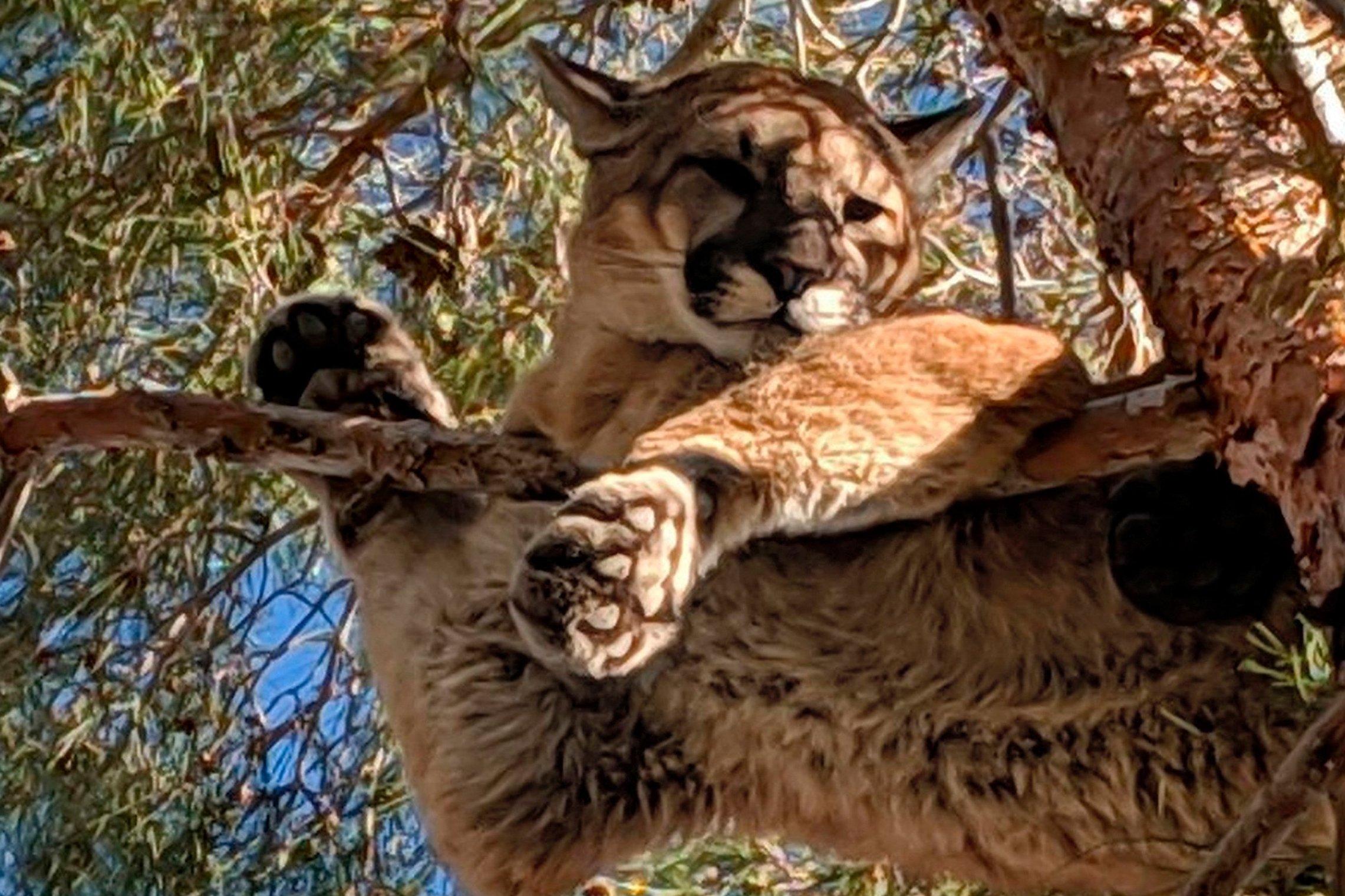 A crezut că are halucinații, c&acirc;nd a văzut &icirc;ntr-un copac o &rdquo;pisică foarte mare&rdquo;. Ce au descoperit pompierii.