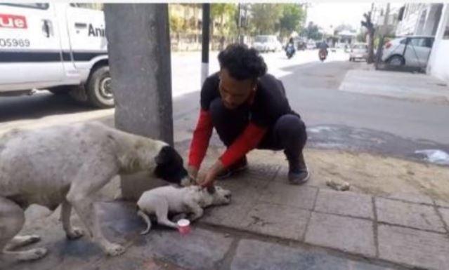 Video. O cățelușă cere cu disperare ajutor pentru a-și salva puiul lovit de mașină! O mamă &icirc;n adevăratul sens al cuv&acirc;ntului