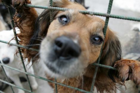 Revoltător! Zeci de câini vagabonzi din Botoșani au fost împușcați fără milă de vânători! Motivul este halucinant
