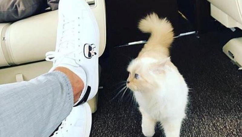 Choupette, pisica lui Karl Lagerfeld, vedetă pe Wikipedia, Instagram și Twitter. Avea deja o avere înainte de moartea designerului