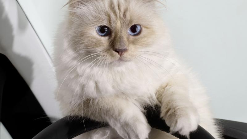 Choupette, pisica lui Karl Lagerfeld