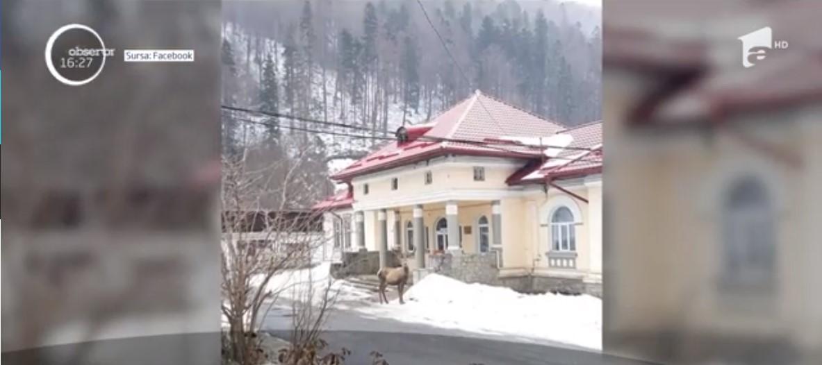 Video. Apariție spectaculoasă &icirc;n faţa Spitalului de Ortopedie din Azuga. C&acirc;nd au văzut ce era, pacienții au filmat totul