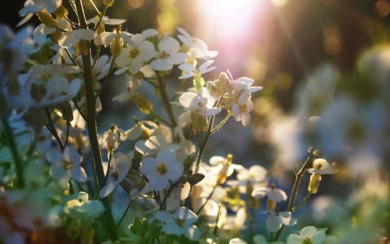 De c&acirc;nd va fi, oficial, vreme de primăvară &icirc;n Rom&acirc;nia. Pe care dintre Babele de martie are sens să o alegi anul acesta