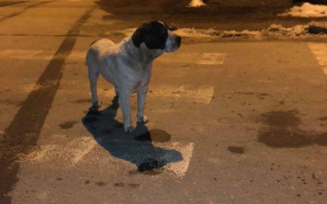Ți se rupe sufletul! Un c&acirc;ine a fost părăsit și aruncat din mașină &icirc;nT&acirc;rgu-Jiu! Patrupedul a fugit după mașina stăp&acirc;nului mai mult de un kilometru