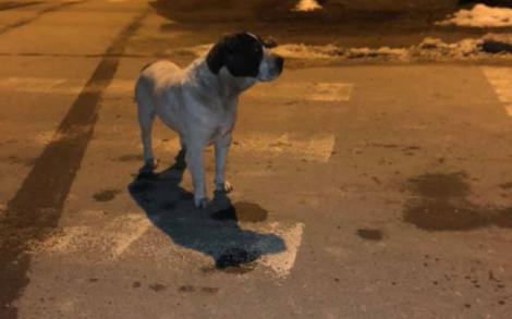 Ți se rupe sufletul! Un câine a fost părăsit și aruncat din mașină înTârgu-Jiu! Patrupedul a fugit după mașina stăpânului mai mult de un kilometru