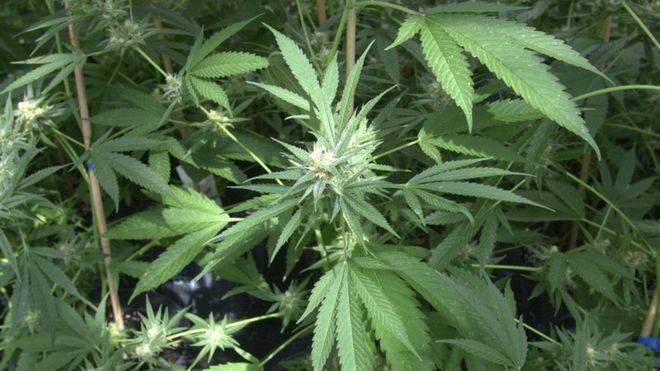 Un doctor i-a prescris prăjituri cu canabis unui copil de patru ani! Cum și-a motivat decizia