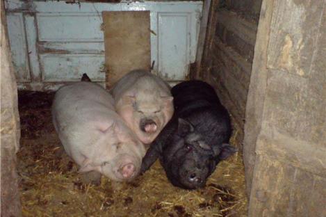O femeie a fost mâncată de vie de porcii din coteț. I-au devorat fața, urechile și umerii!