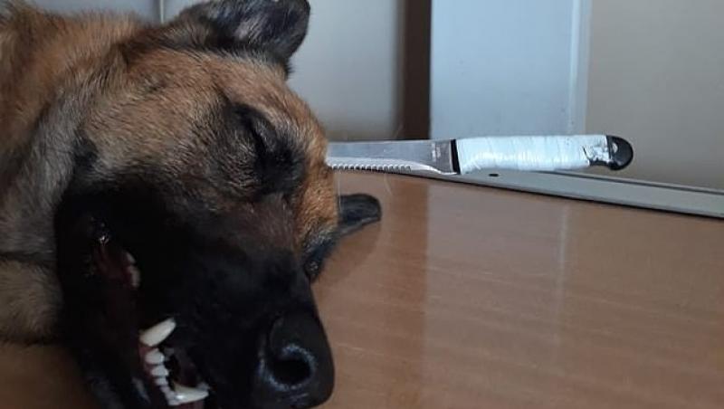VIDEO. Câinele erou! A fost înjunghiat în cap, apărându-și stăpânul, dar a supraviețuit, la timp pentru o reuniune emoționantă