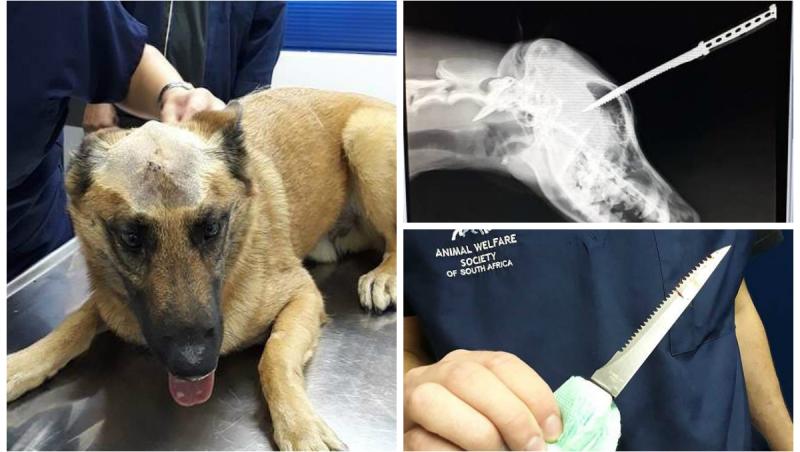 VIDEO. Câinele erou! A fost înjunghiat în cap, apărându-și stăpânul, dar a supraviețuit, la timp pentru o reuniune emoționantă