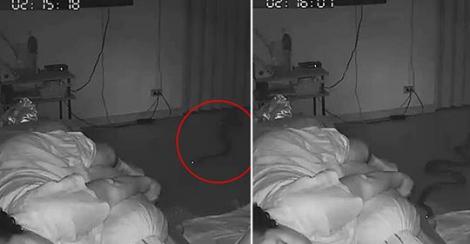 Video. Momentul în care piciorul unei femei a fost sfâșiat de un piton uriaș, în timp ce dormea: "Șarpele a intrat prin toaletă"