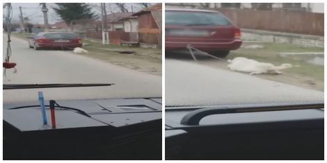 Video. Un câine este legat de mașină și târât de stăpân pentru a-l pedepsi. Imagini suprinse într-o localitate din Argeș!