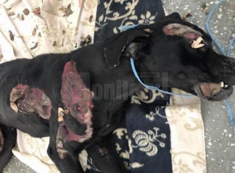 Cazul câinelui torturat până la moarte a stârnit revoltă! A fost găsit legat de o căruţă, în faţa crâșmei din sat