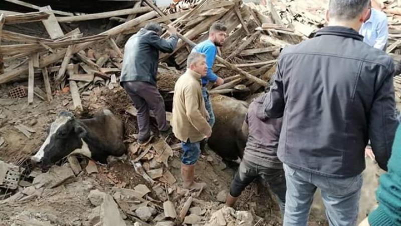 Dezastru în Turcia, după cutremurul de 5,6 grade pe scara Richter! Zeci de clădiri s-au prăbușit, iar numeroase animale au fost prinse sub dărâmături! - FOTO 